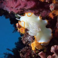 Coral reef