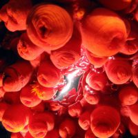 Coral Triangle